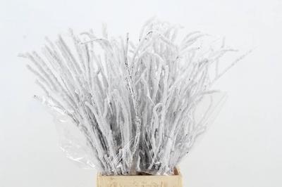 Betula per bos kleurbehandeld