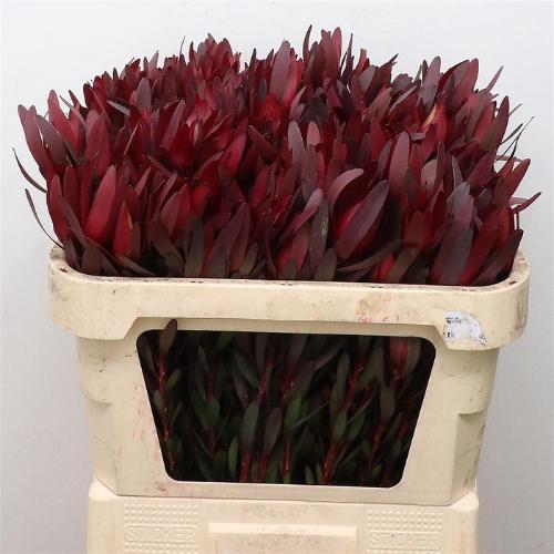 Leucadendron 'Safari Sunset'