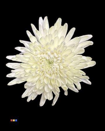 Chrysanthemum (Indicum Grp) geplozen Topspin kleurbehandeld H%