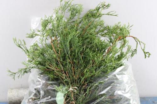 Chamaecyparis obtusa per bos