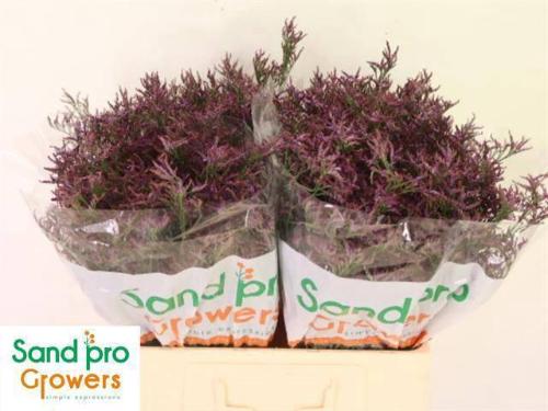 Limonium Safora Dark Blue