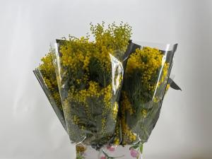 Acacia baileyana bloeiend per bos 'Purpurea'Dealbata Grp