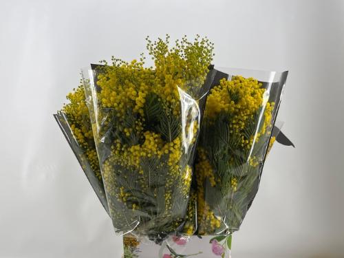 Acacia baileyana bloeiend per bos 'Purpurea'Dealbata Grp