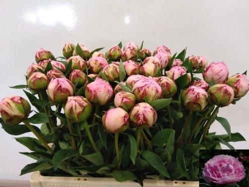 Paeonia Lactiflora Grp 'Sarah Bernhardt'