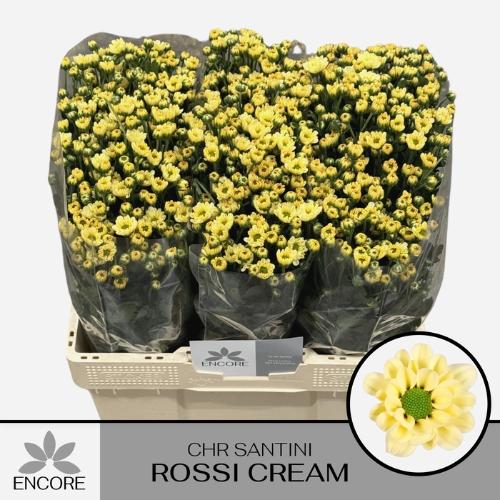 Chrysanthemum Indicum Grp tros santini Rossi Cream