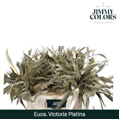 Eucalyptus globulus kleurbehandeld H%