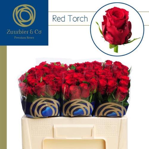 Rosa grootbloemig Red Torch