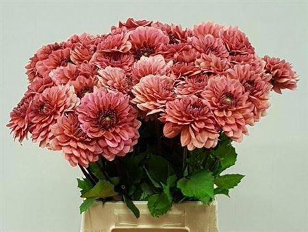 Dahlia (Decorative Grp) 'Salmon Runner'