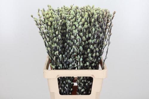 Salix kleurbehandeld H%