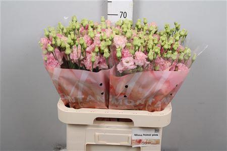 Eustoma russellianum gevuldbloemig 'Alissa Pink'