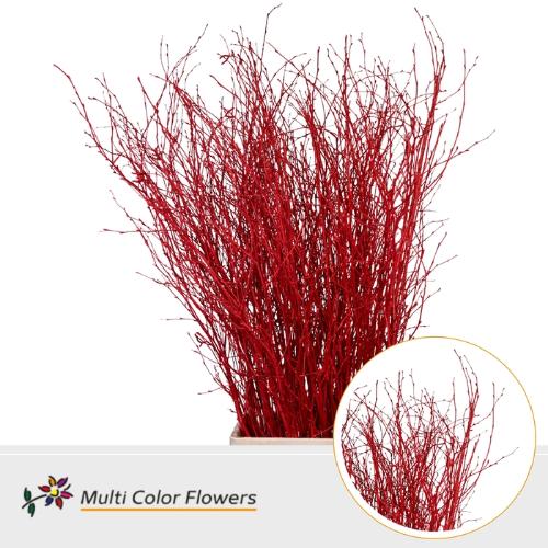 Betula kleurbehandeld H%