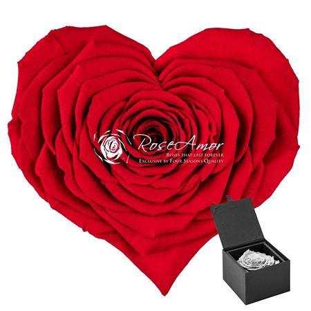 Rosa grootbloemig kleurbehandeld H%