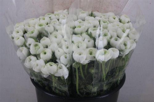Ranunculus asiaticus 'Elegance White'