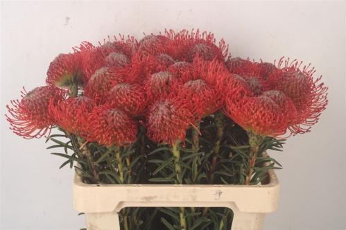 Leucospermum cordifolium 'Succession'