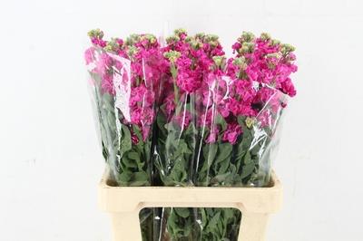 Matthiola incana 'Iron Deep Pink'
