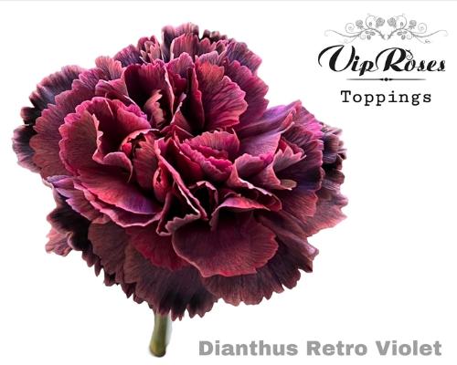 Dianthus standaard kleurbehandeld H%