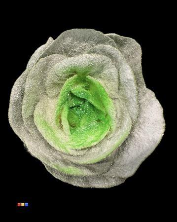 Brassica oleracea kleurbehandeld H%