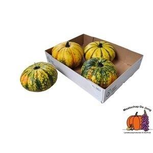 Cucurbita