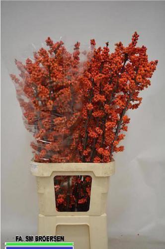 Ilex verticillata 'La Range'