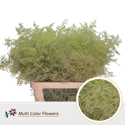 Limonium overig kleurbehandeld H%