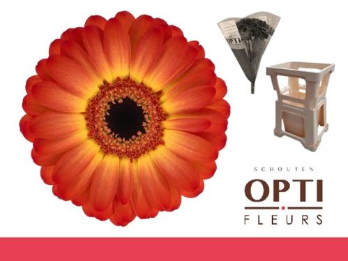 Gerbera mini Flamazing