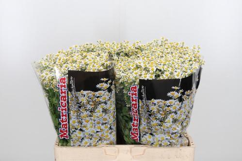 Tanacetum parthenium 'Single Vegmo'
