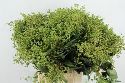 Ligustrum vulgare