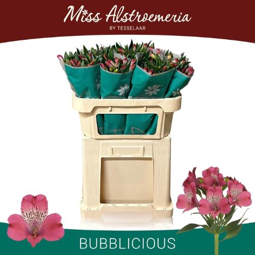 Alstroemeria Bubblicious