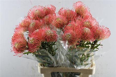 Leucospermum Ayoba Pink Guava