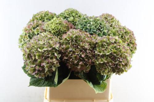 Hydrangea macrophylla 'Pimpernel' (classic)