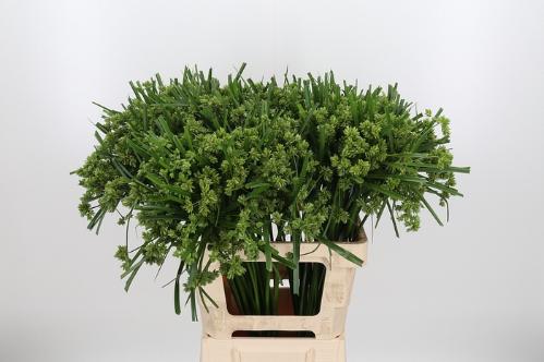 Cyperus glaber
