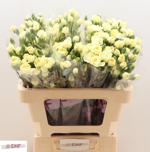 Dianthus tros Xanthe