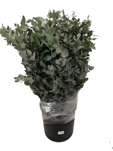 Eucalyptus per bos cinerea