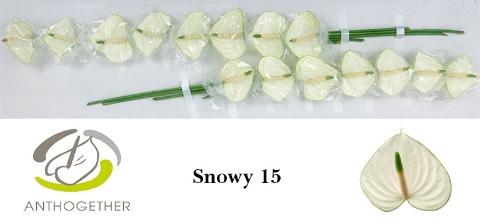 Anthurium Andreanum Grp 'Snowy'