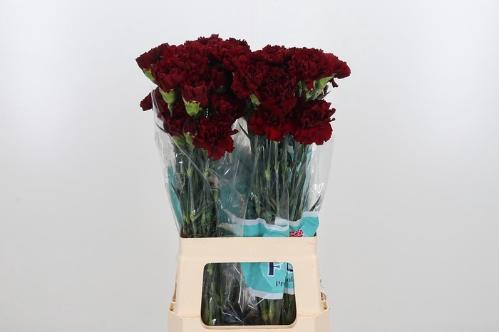 Dianthus standaard overig