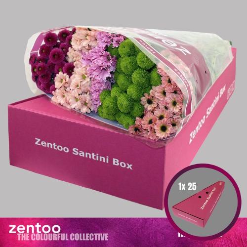 Chrysanthemum Indicum Grp tros santini gemengd