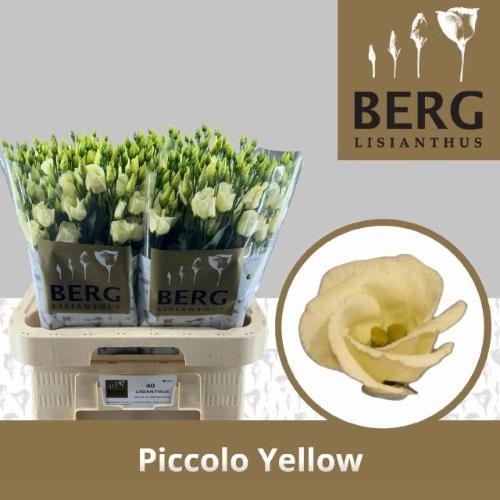 Eustoma russellianum enkelbloemig 'Piccolo Yellow'