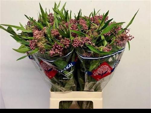 Asclepias incarnata 'Soulmate'