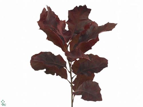 Quercus rubra kleurbehandeld H%