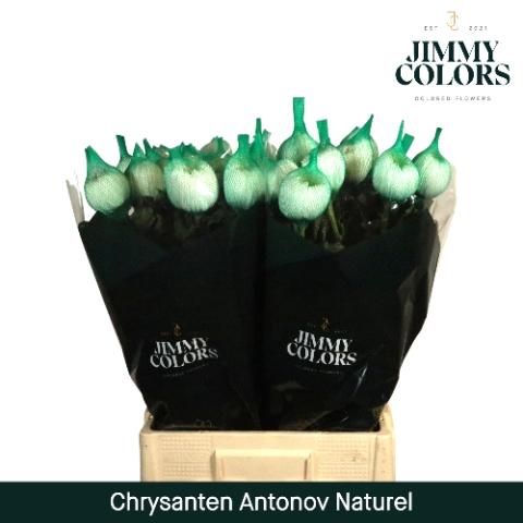 Chrysanthemum Indicum Grp geplozen kas Antonov