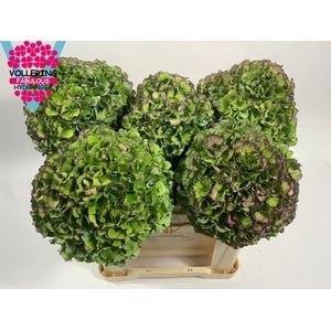 Hydrangea macrophylla Royal Pride (classic)