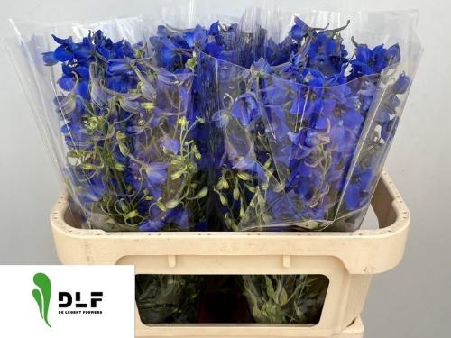 Delphinium Belladonna Grp enkelbloemig 'Volkerfrieden'