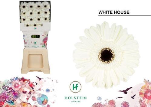Gerbera grootbloemig 'White House'