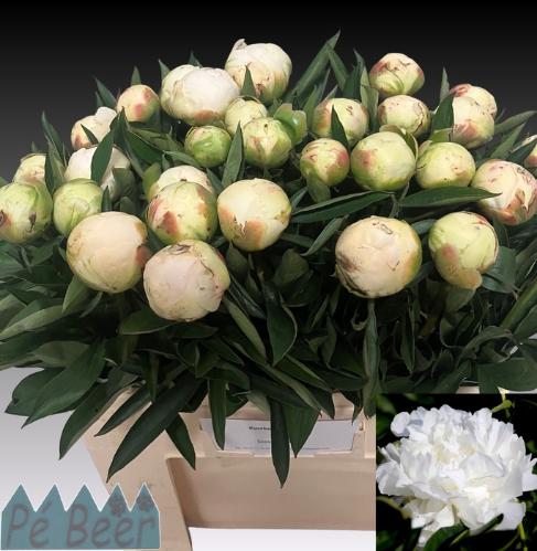 Paeonia Lactiflora Grp 'Mme Claude Tain'