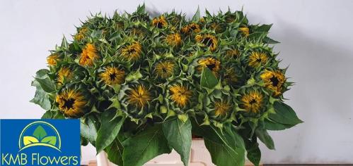 Helianthus annuus 'Sunrich Orange'