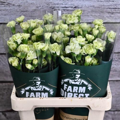 Dianthus tros overig