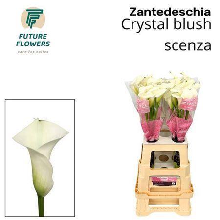 Zantedeschia 'Crystal Blush'