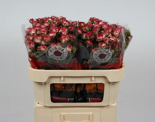 Rosa tros Street Party