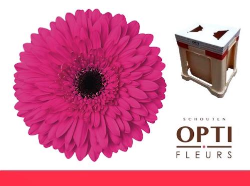 Gerbera grootbloemig 'Madeira'