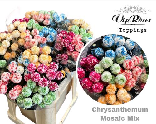 Chrysanthemum Indicum Grp tros kas kleurbehandeld H%